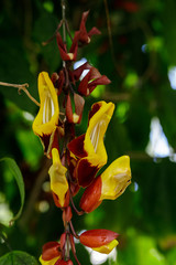 yellow-red flowers of the evergreen creeper Thunbergia Mysorensis