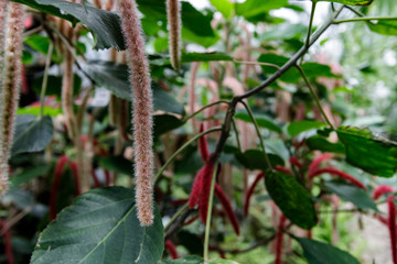 chenille plant Acalypha hispida with long fuzzy flowers