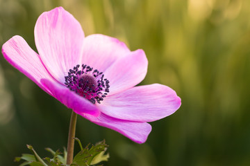 Fototapeta premium アネモネの花