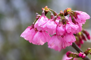 桜の花　春イメージ