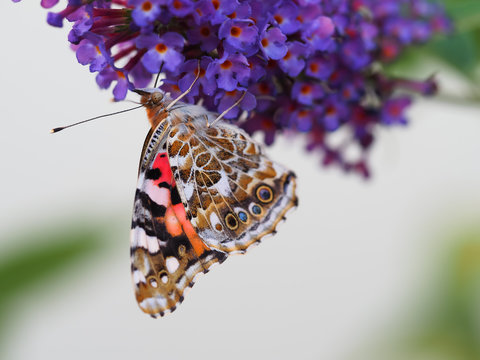 macro photo of a butterfly on butterfly lilac