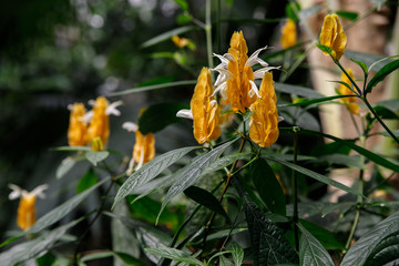 Pachystachys lutea. Yellow flower in a tropical region of America.