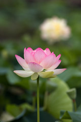 Obraz premium 蓮の花