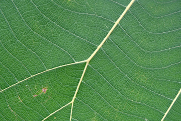 Close Up Of Green Leaf Texture