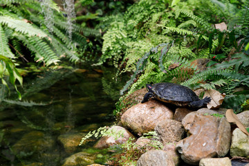 Turtle is resting on the stones near the water. The turtle is a symbol of wisdom.