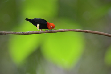 Red-capped manakin male dancing on branch