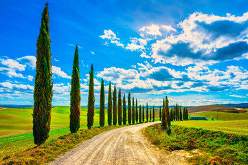 Fototapeta na wymiar Tuscany, Cypress Trees white road rural landscape, Italy, Europe.