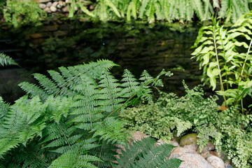 Tropical garden landscape. Fern leaves on the background of water.
