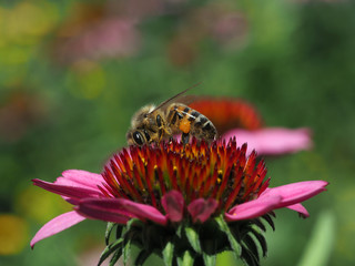 Biene auf roter Blüte