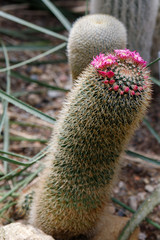 Beautiful blooming wild desert cactus flower