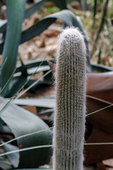 Cactus with white fluffy spines in tropical garden