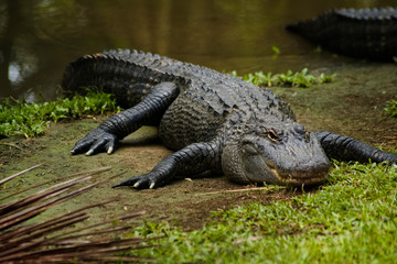 alligator in Australia Zoo, Brisbane - obrazy, fototapety, plakaty