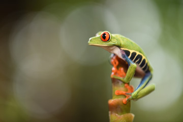 Red-Eyed Leaf Frog on top of plant stem