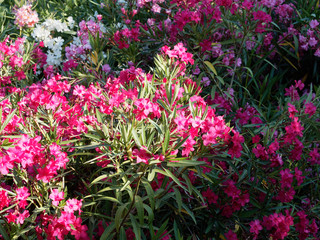 Nerium oleander in bloom with red flowers in clusters at the end of each branch and dark-green lanceolate leaves