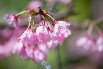 桜の花　春イメージ