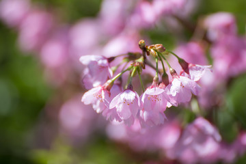 桜の花　春イメージ