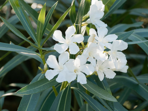 Nerium oleander in bloom with white flowers in clusters at the end of each branch and dark-green lanceolate leaves