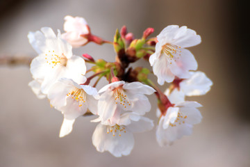 桜の花　春イメージ