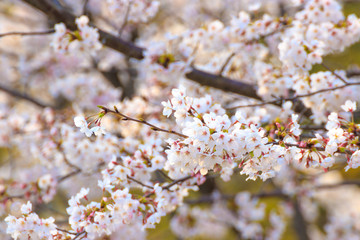 Obraz premium 桜の花 春イメージ