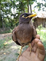 bird on hand