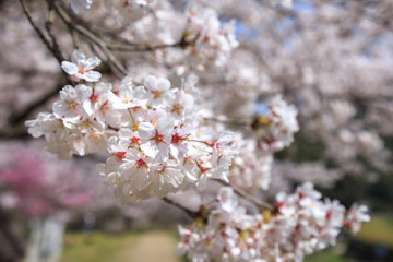 桜の花　春イメージ