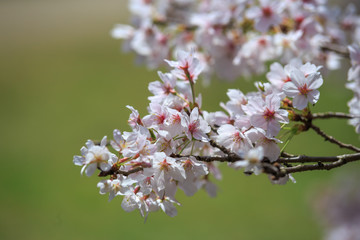 桜の花　春イメージ
