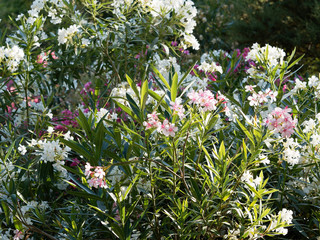 Nerium oleander in bloom with white and red flowers in clusters at the end of each branch and...