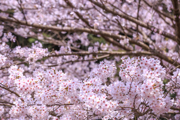 桜の花　春イメージ