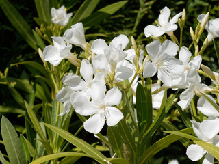 Fototapeta na wymiar Nerium oleander in bloom with white flowers in clusters at the end of each branch and dark-green lanceolate leaves
