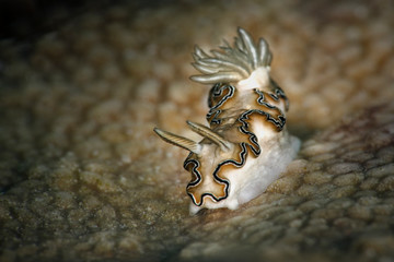 Nudibranch Doriprismatica balut. Underwater macro photography from Romblon, Philippines