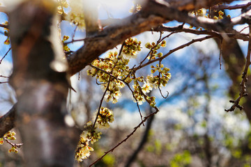 branch of a tree in spring