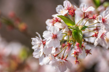 桜の花　春イメージ