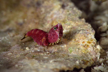 Shrimp Thorella cobourgi. Underwater macro photography from Romblon, Philippines