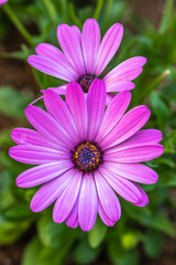 Obraz premium デイジーの花