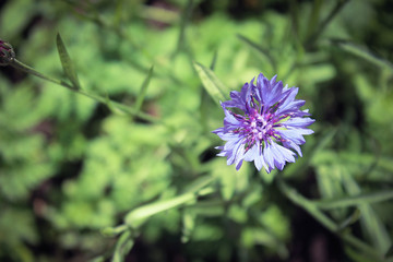 blue flower