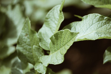 green leaves of a tree