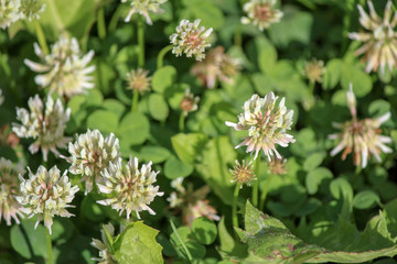 flowers in the garden