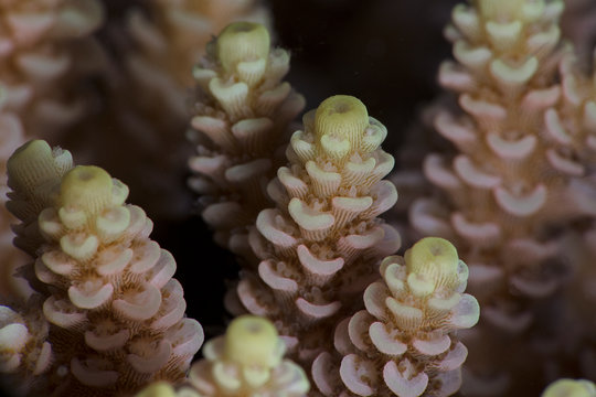 Coral. Underwater macro photography from Romblon, Philippines