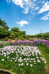 花菖蒲園＠長崎県大村公園