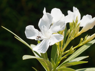 Nerium oleander in bloom with white flowers in clusters at the end of each branch and dark-green lanceolate leaves