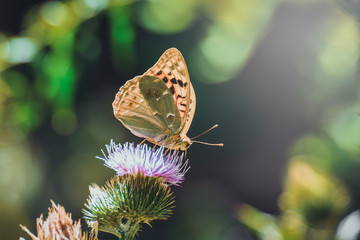 Aglaia butterfly sitting on a purple flower on a blurred background of nature