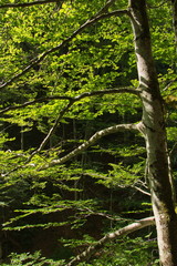 Deciduous forest in Oetschergraben near to the Oetscher in Austria, Europe