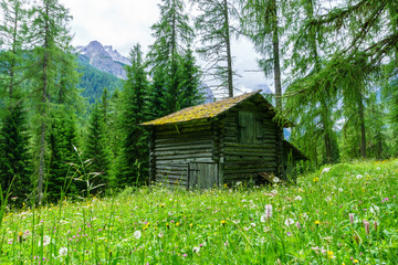 Blumenwiesen im Sextener Fischleinbachtal