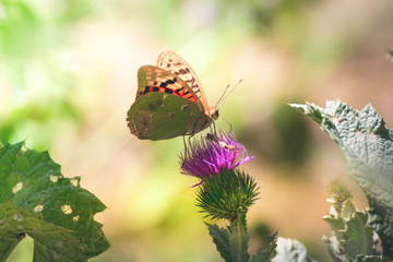 Aglaia butterfly sitting on a purple flower on a blurred background of nature