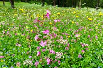 Blumenwiesen im Sextener Fischleinbachtal