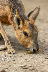 マーラのポートレート