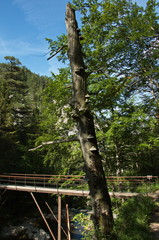 Fototapeta premium Dead tree at hiking trail in Oetschergraben near to the Oetscher in Austria, Europe