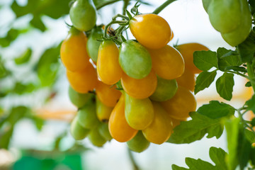 Tomato plants in greenhouse