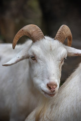 山羊のポートレート