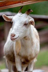 Fototapeta premium 山羊のポートレート